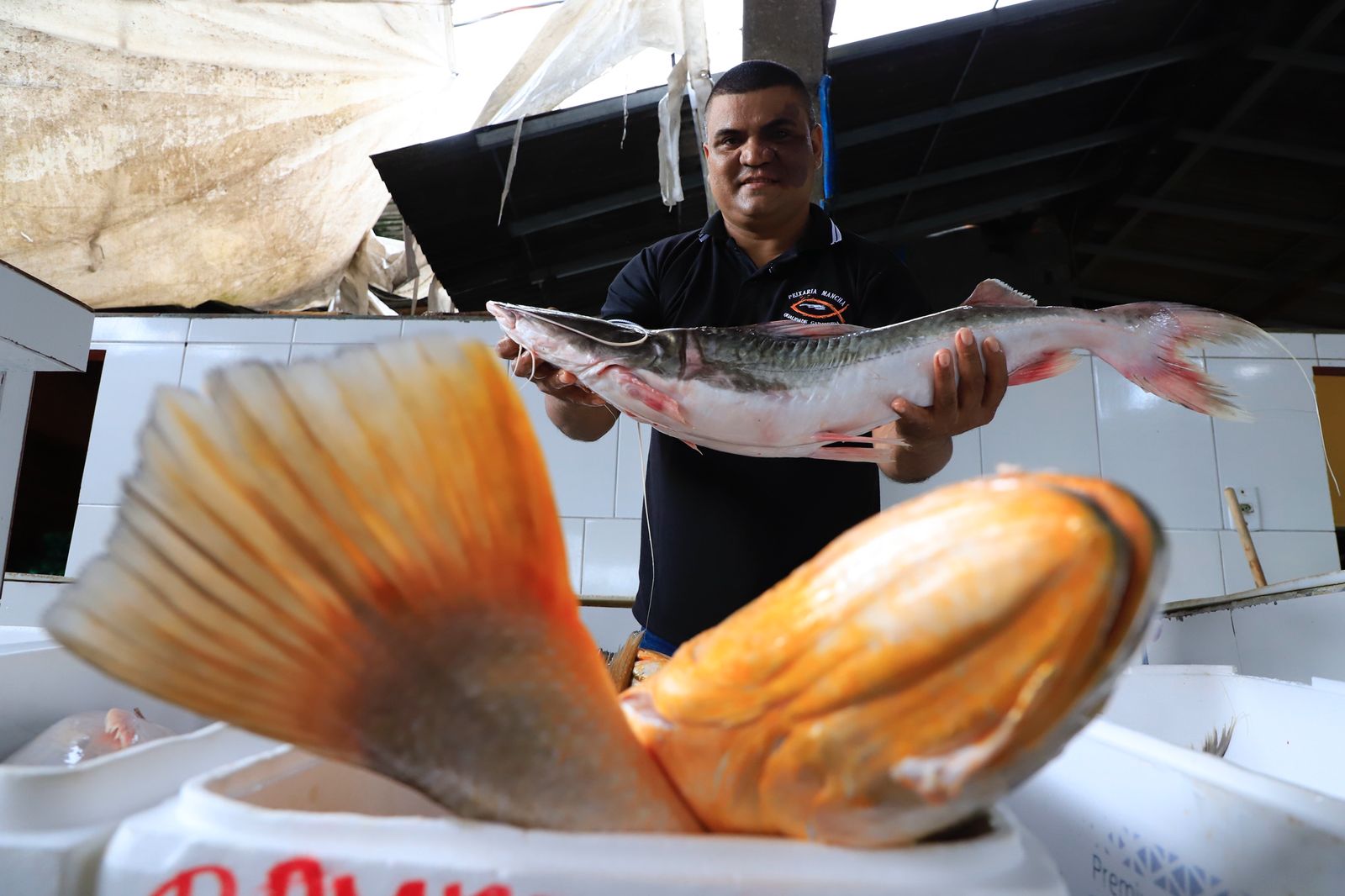 Peixes frescos no Box